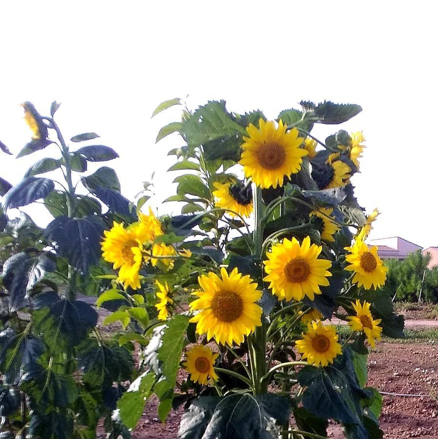 Agriturismo S'Incant'E Sinis San Salvatore  外观 照片